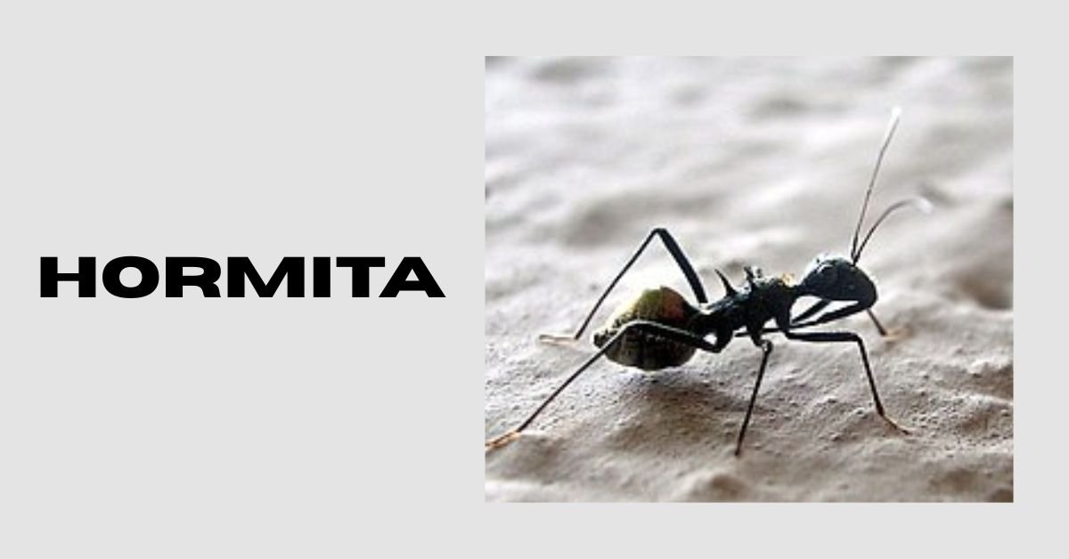 The Ecological Importance of Hormita: Guardians of Their Habitat