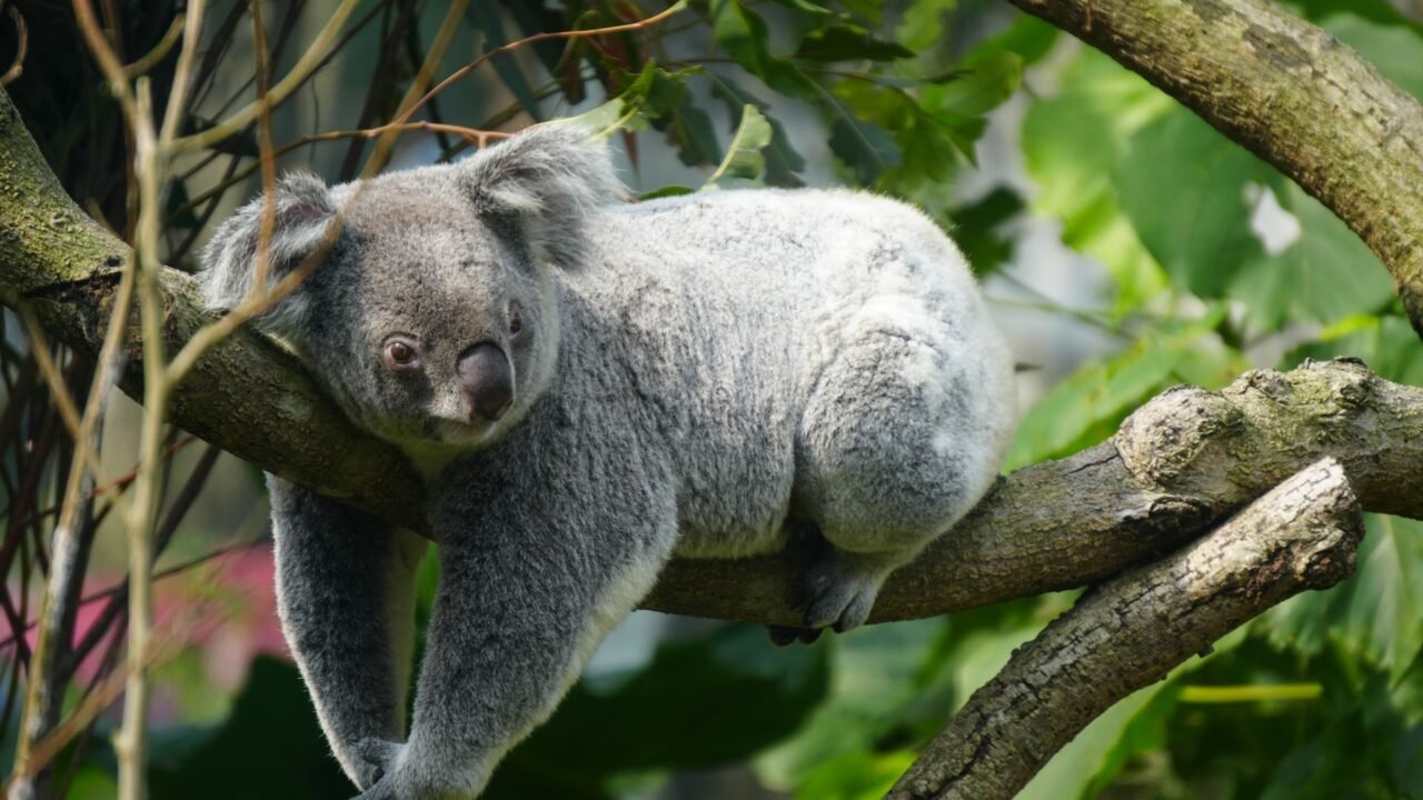 Koalafi Loans: A Comprehensive Guide